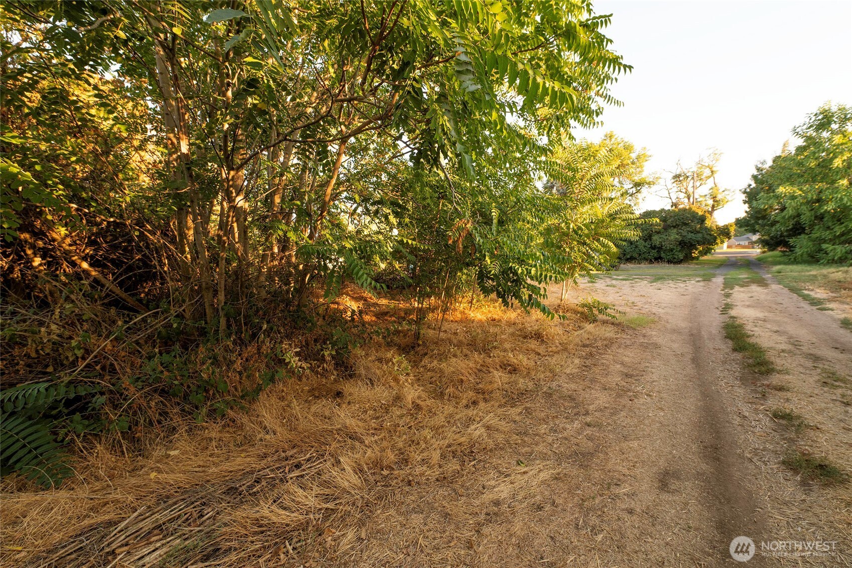 40 Northwest B Street College Place, WA 99324 - Photo 29 of 29 a view of a yard with a tree