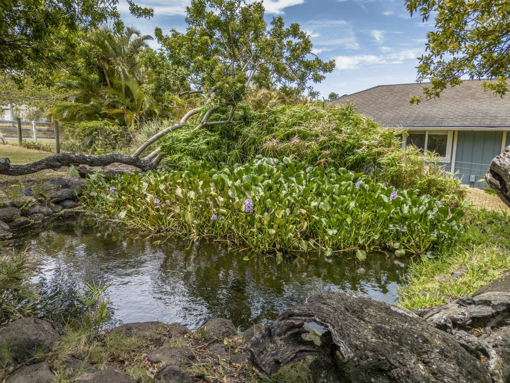 1865 Kalia Way Haiku, HI 96708 - Photo 39 of 50 Duck Pond