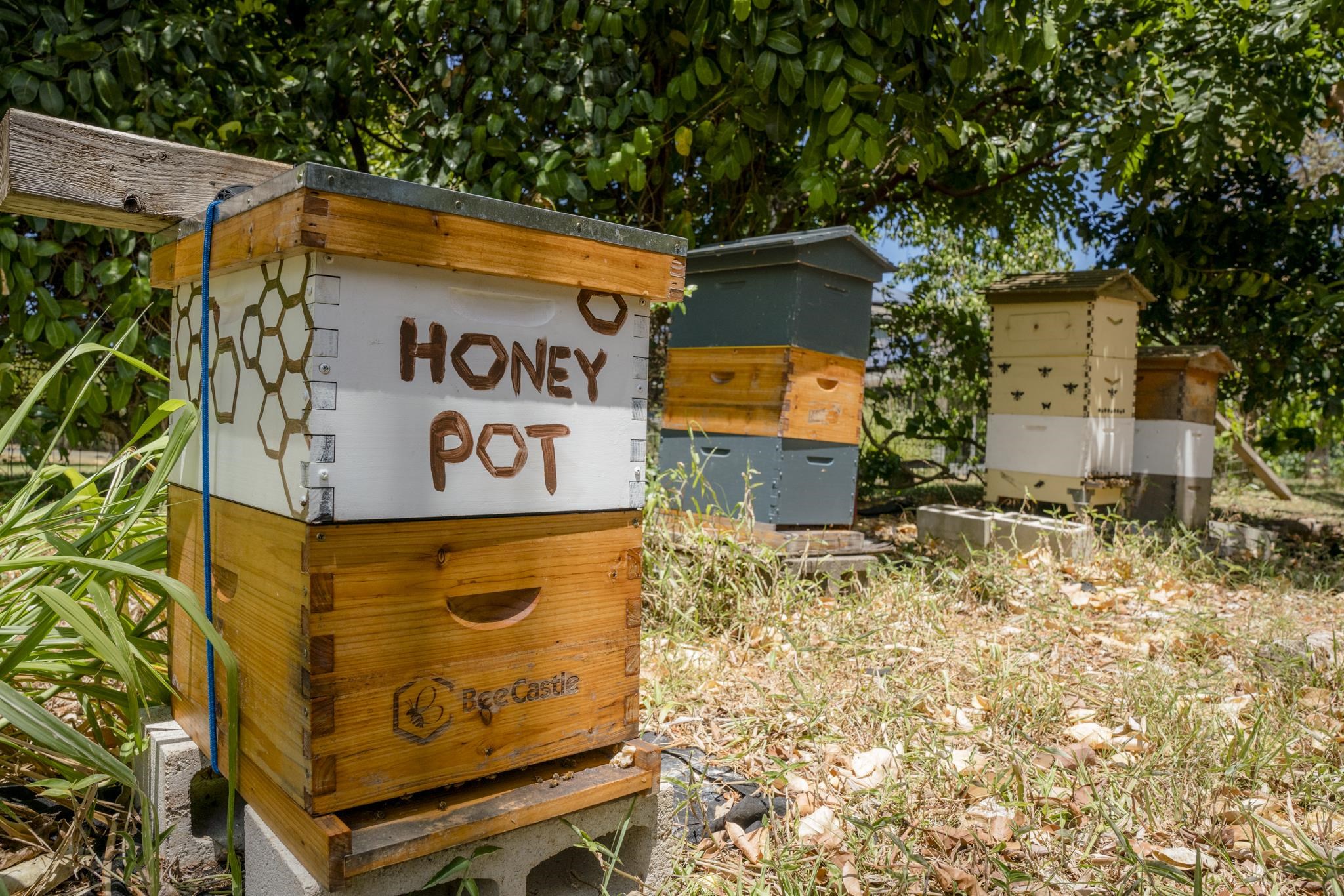 1865 Kalia Way Haiku, HI 96708 - Photo 41 of 50 Honey Bees