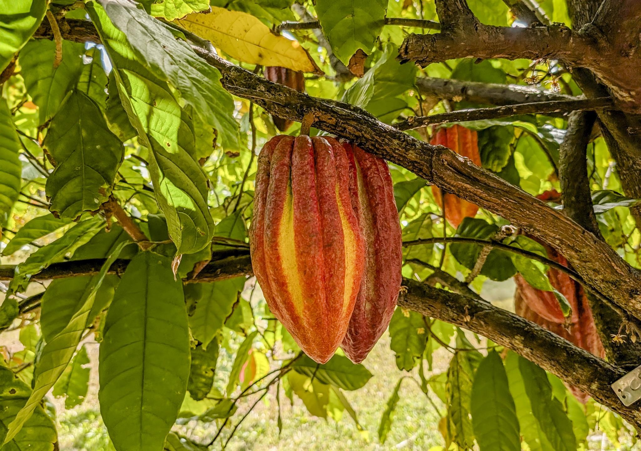 1865 Kalia Way Haiku, HI 96708 - Photo 43 of 50 Cocoa