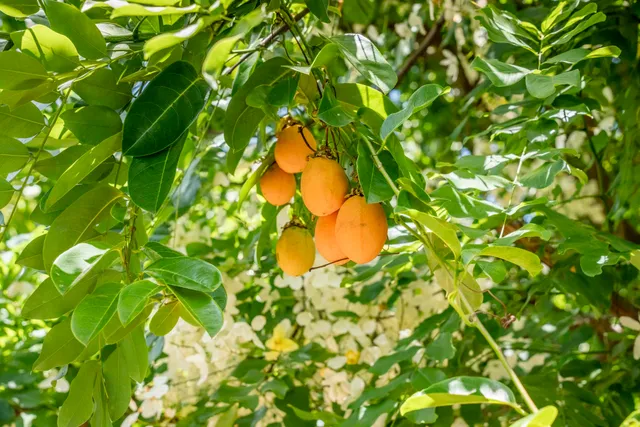 $2,795,000 | 1865 Kalia Way, Haiku, HI 96708