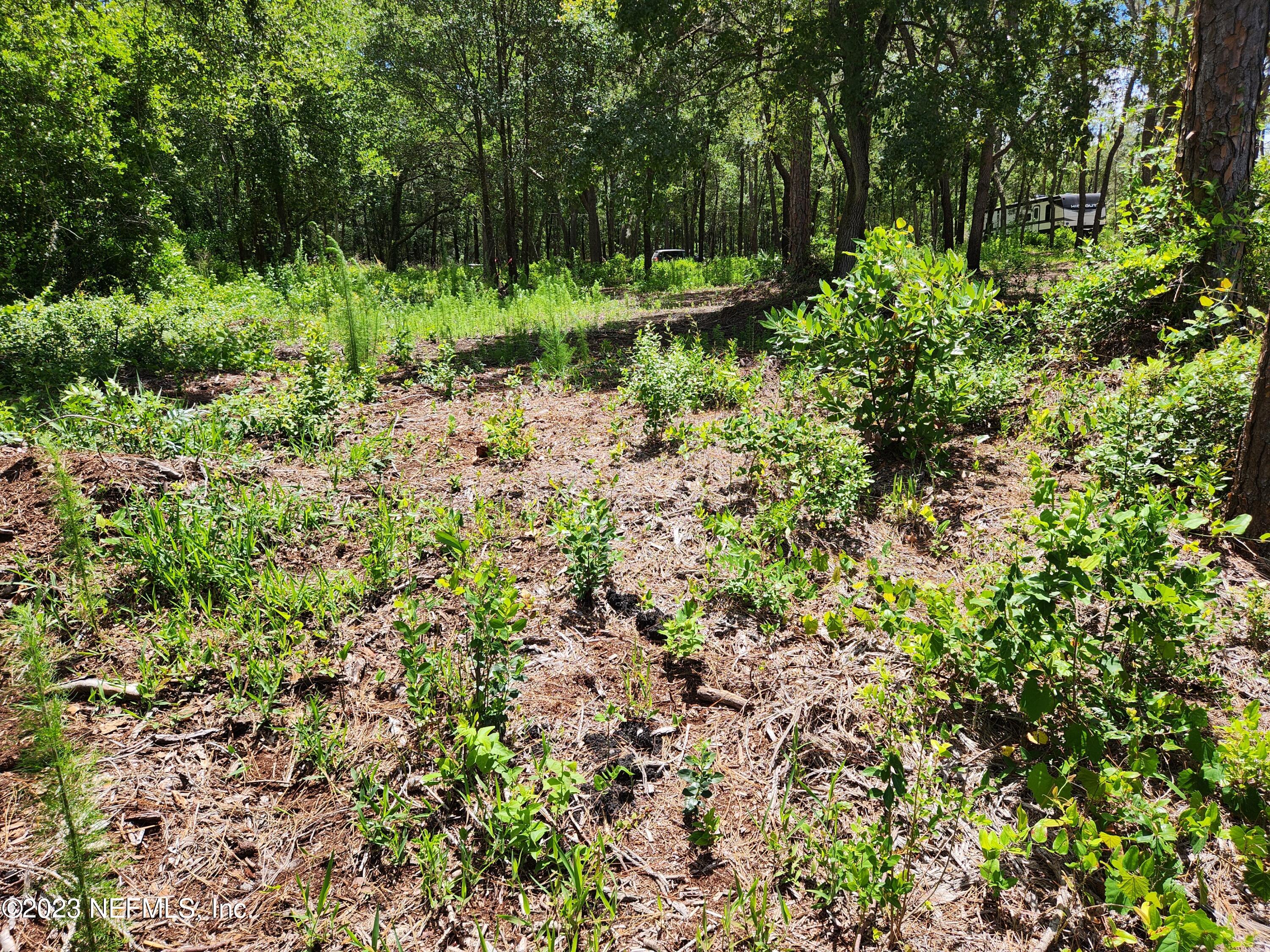 4534 Alan Lake Road Keystone Heights, FL 32656 - Photo 13 of 15 a view of a lush green forest