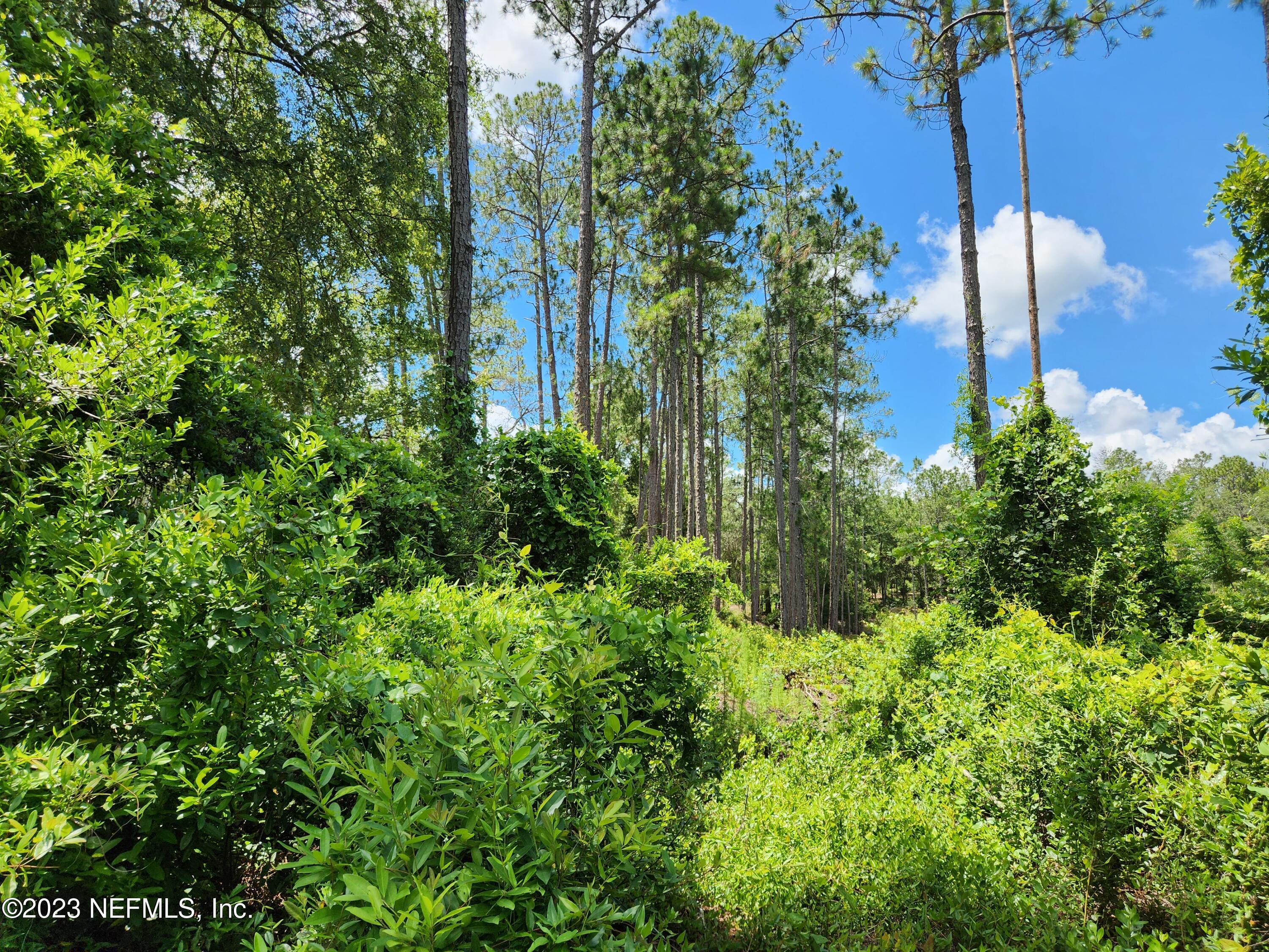 4534 Alan Lake Road Keystone Heights, FL 32656 - Photo 14 of 15 a view of a garden