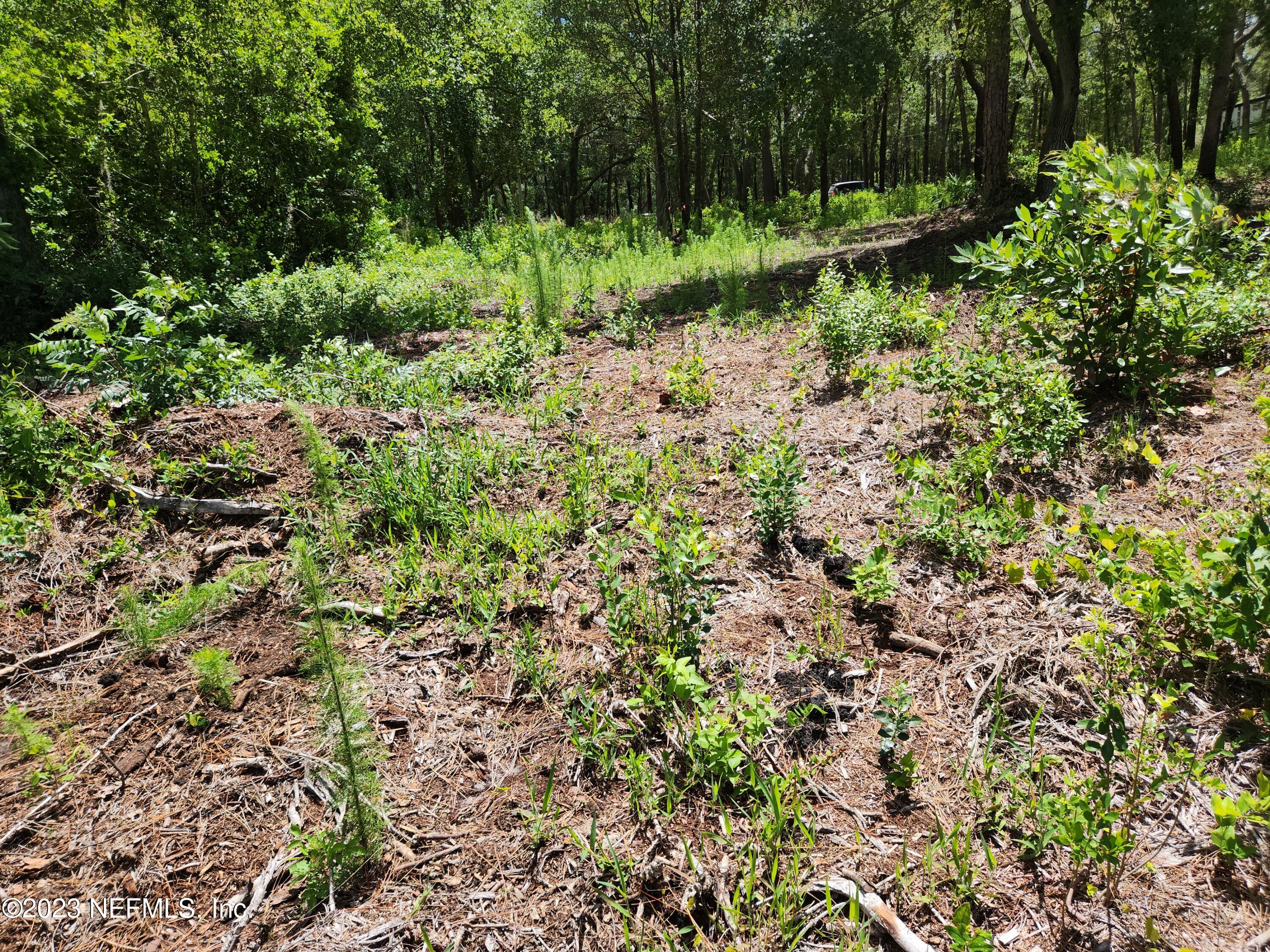 4534 Alan Lake Road Keystone Heights, FL 32656 - Photo 3 of 15 a view of a garden with a tree