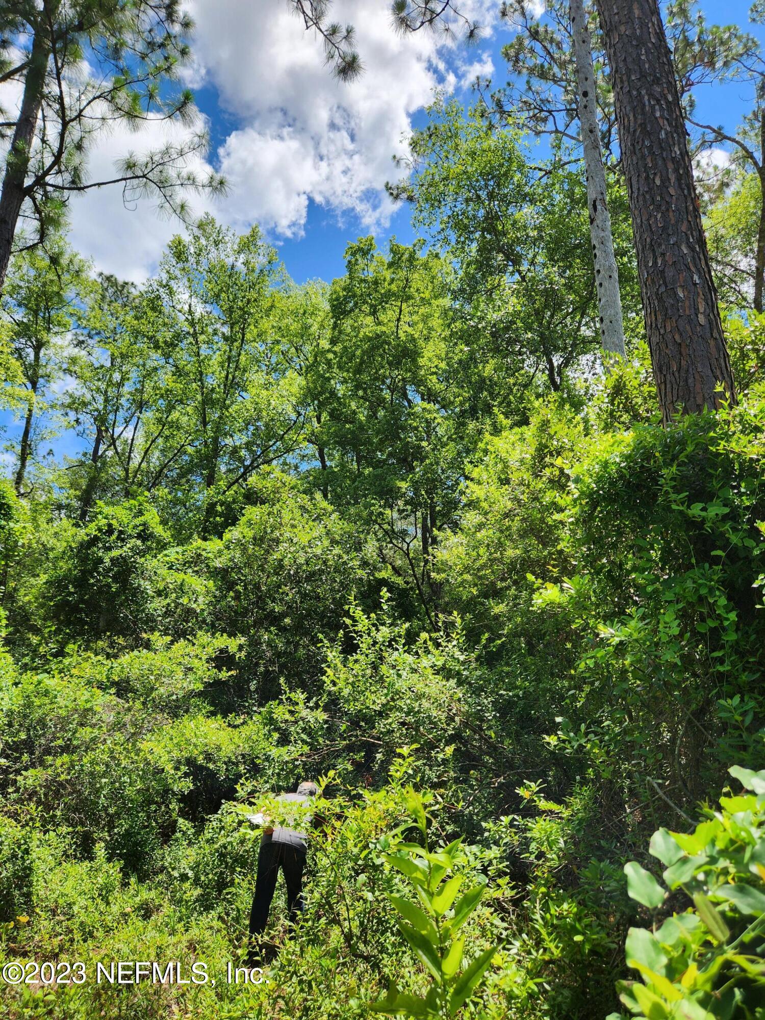 4534 Alan Lake Road Keystone Heights, FL 32656 - Photo 6 of 15 a view of a garden with a flower