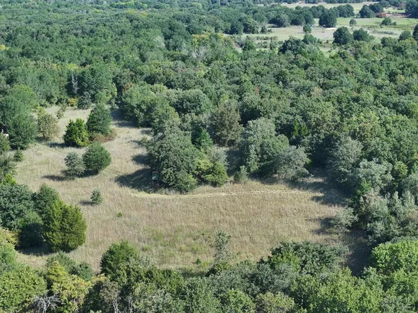 a view of a lush green forest