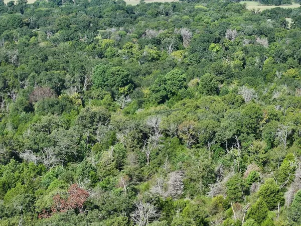 a view of a lush green forest