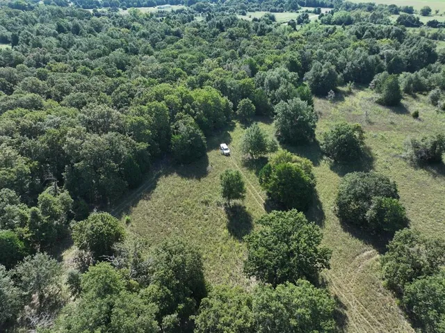 a plant view in yard