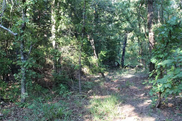 a view of a lake with a tree