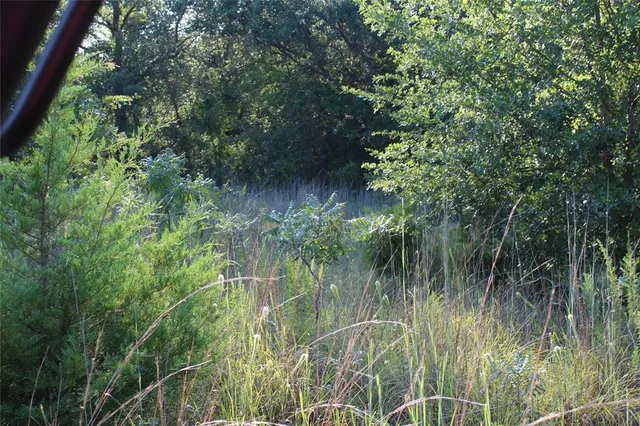 a view of a lush green forest with lots of trees