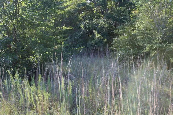 a view of a forest with a tree