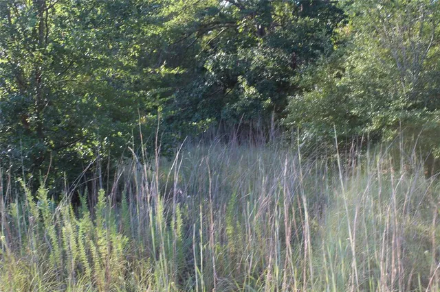 a view of a forest with a tree