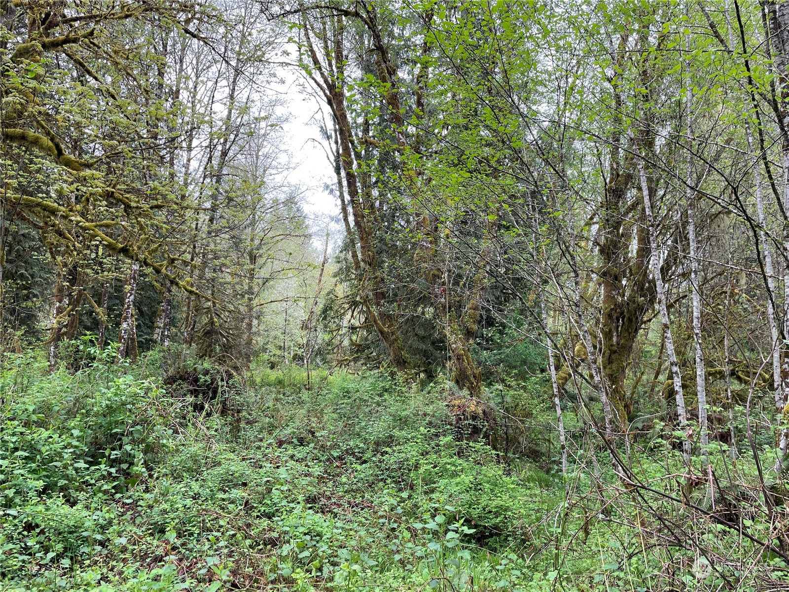 -na Germany Creek Road Longview, WA 98632 - Photo 12 of 37 Gallery Image 12