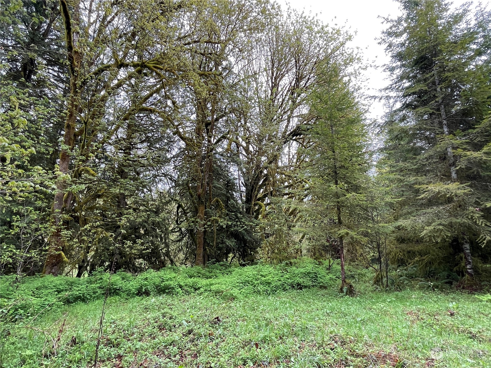 -na Germany Creek Road Longview, WA 98632 - Photo 15 of 37 Gallery Image 15