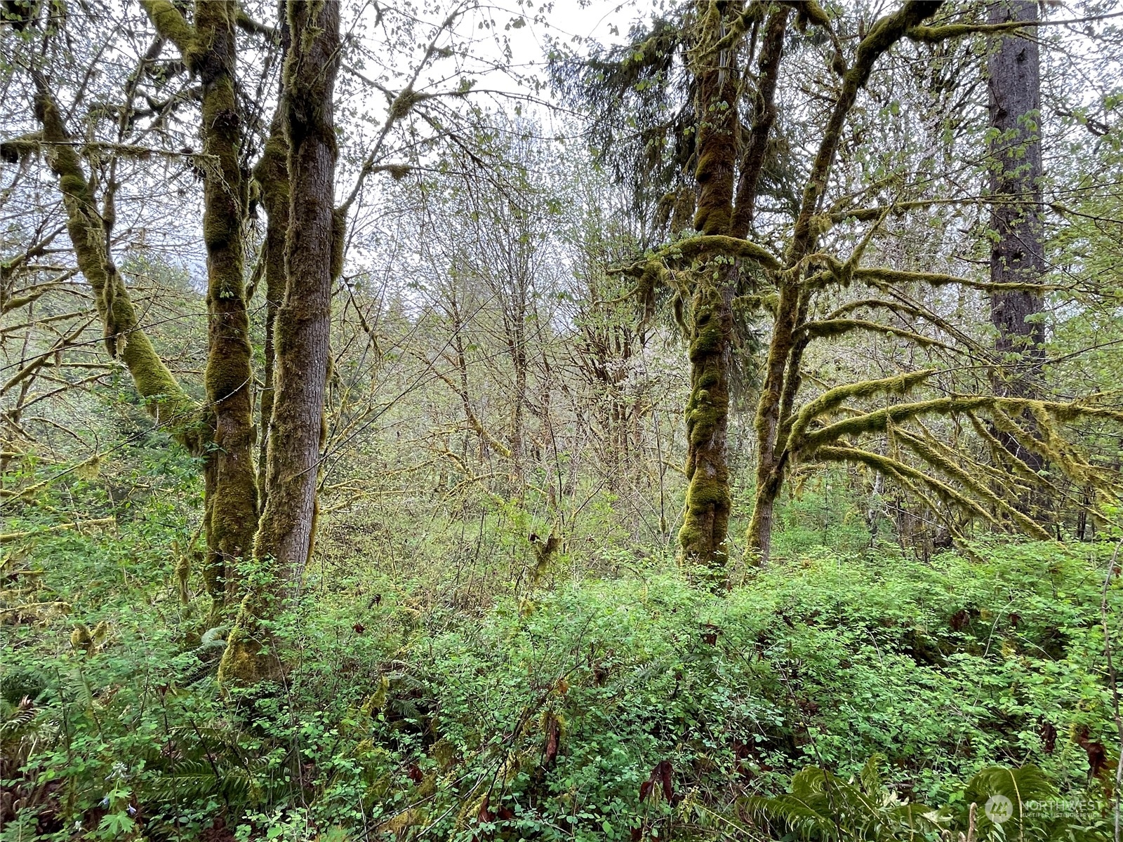 -na Germany Creek Road Longview, WA 98632 - Photo 20 of 37 Gallery Image 20