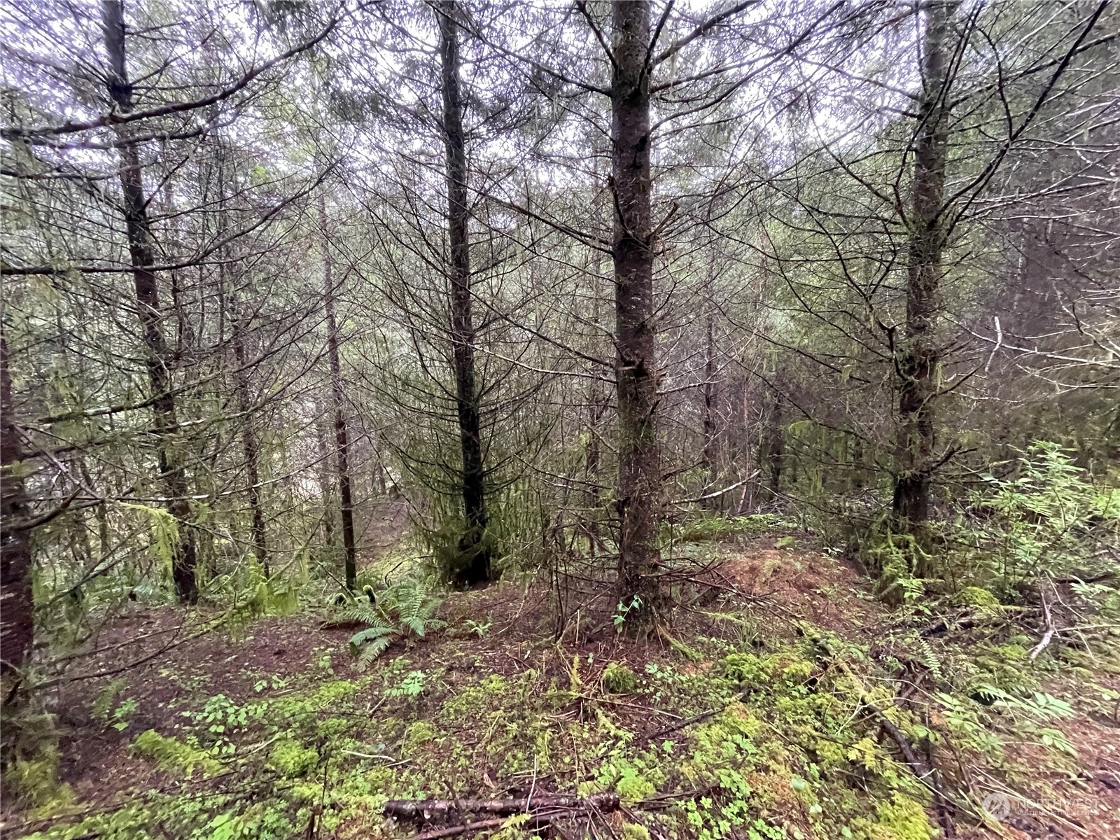 -na Germany Creek Road Longview, WA 98632 - Photo 23 of 37 Gallery Image 23