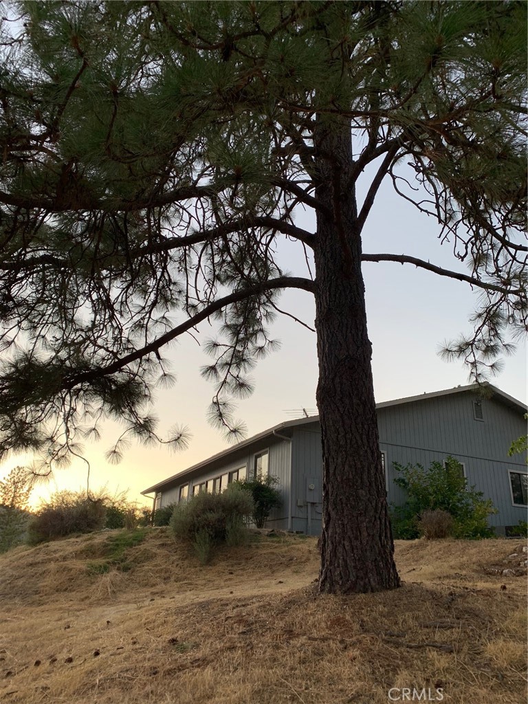 5636 East Whitlock Road Mariposa, CA 95338 - Photo 5 of 41 a view of a yard with a tree