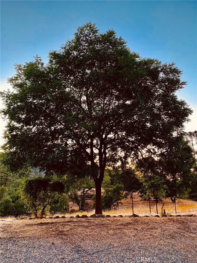5636 East Whitlock Road Mariposa, CA 95338 - Photo 6 of 41 a view of outdoor space with trees