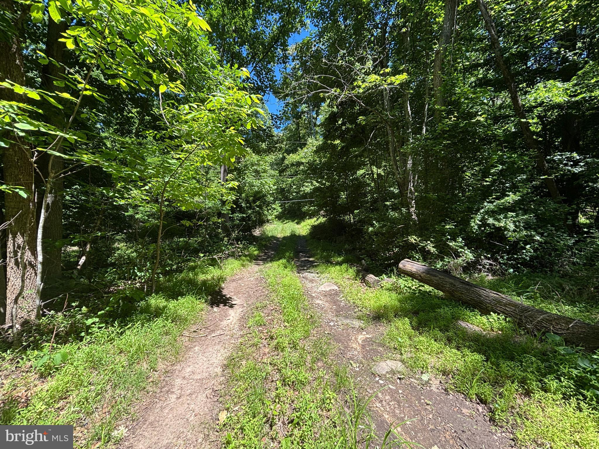 Jordan Hollow Road Stanley, VA 22851 - Photo 17 of 26 Trail around/across property