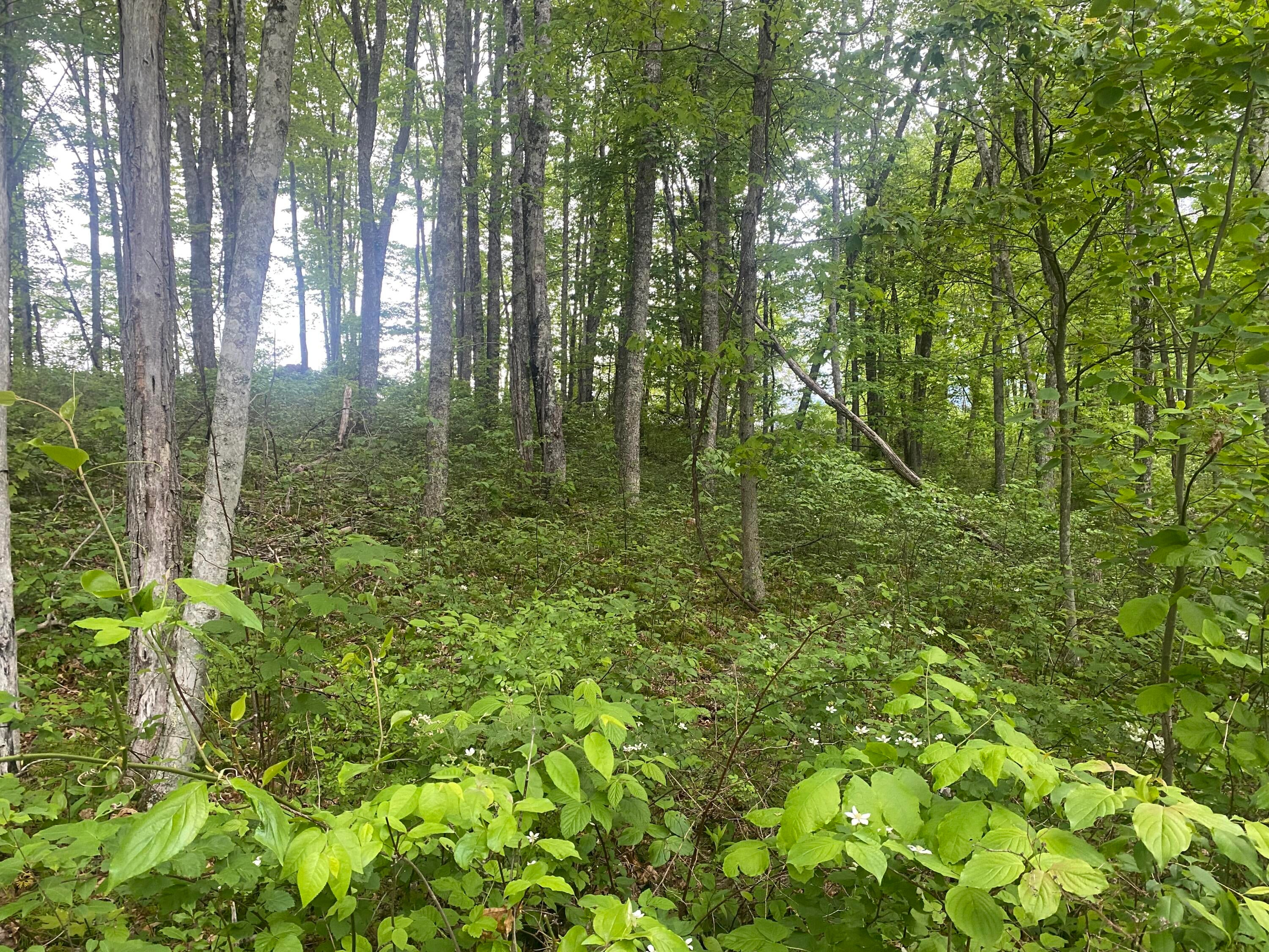 254 Tanyard Road Smoot, WV 24977 - Photo 41 of 84 Gallery Image 41