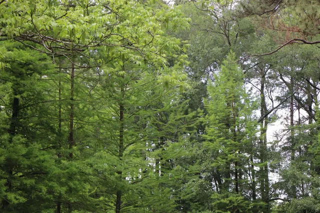 a view of a forest with a yard