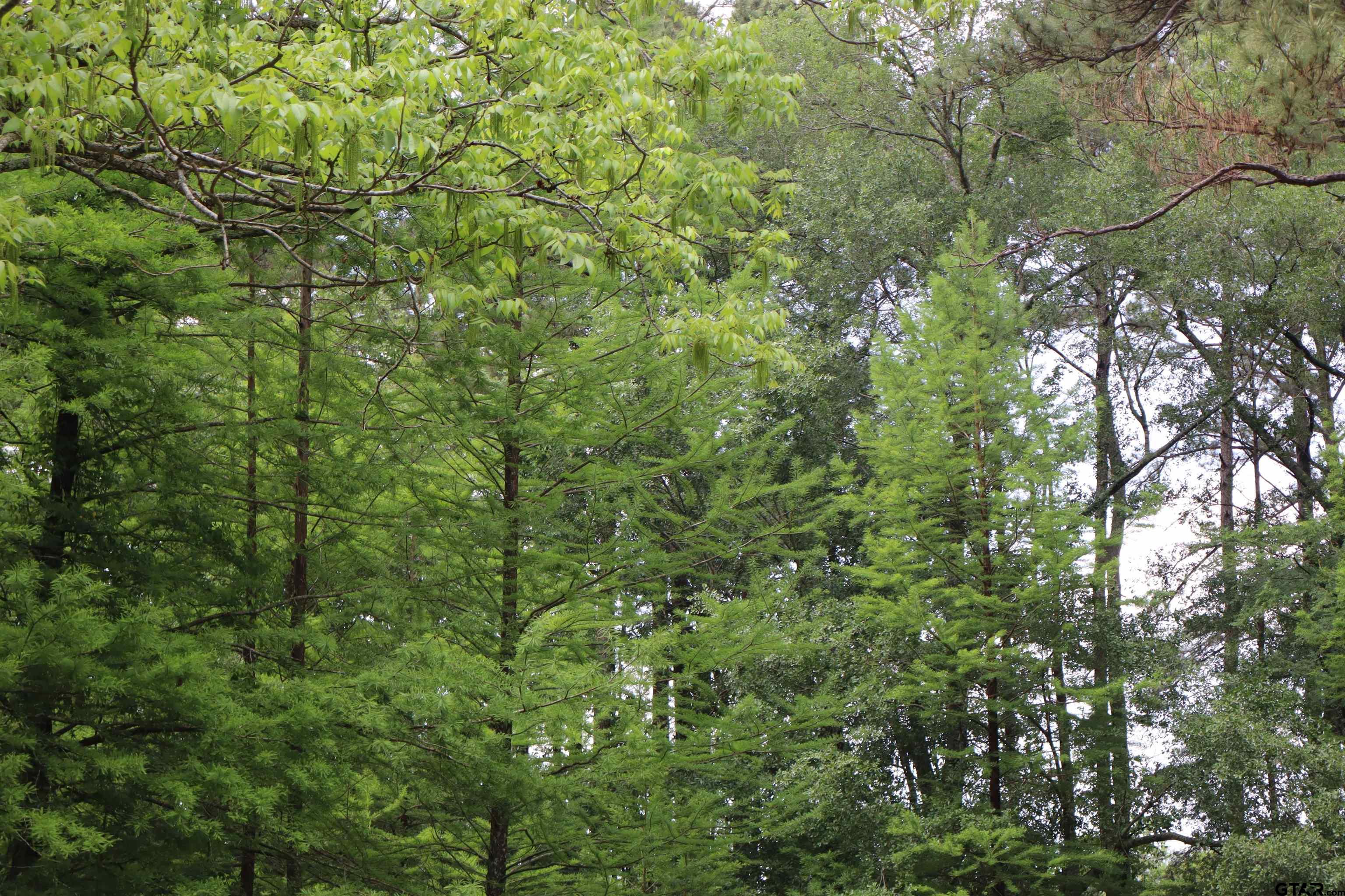 4269 Highway 21 Alto, TX 75925 - Photo 25 of 41 a view of a lush green forest