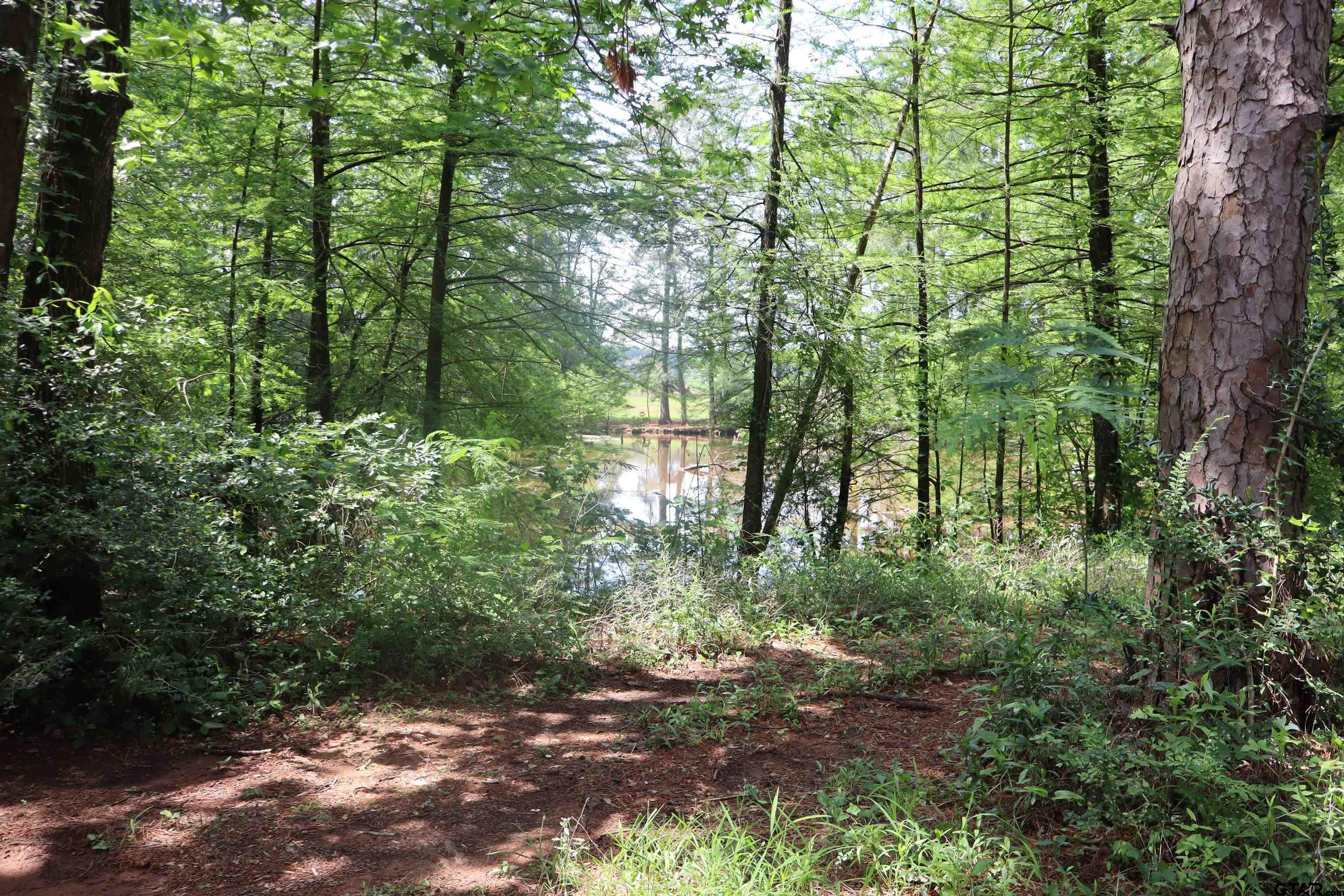 4269 Highway 21 Alto, TX 75925 - Photo 10 of 41 a view of forest