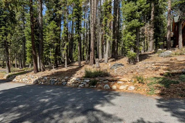 a view of a forest filled with trees