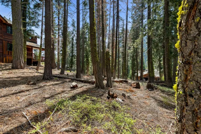 a view of a forest filled with trees