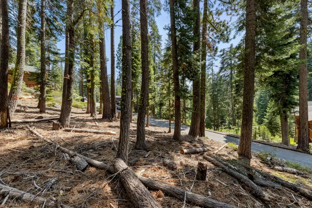 a view of park with large trees