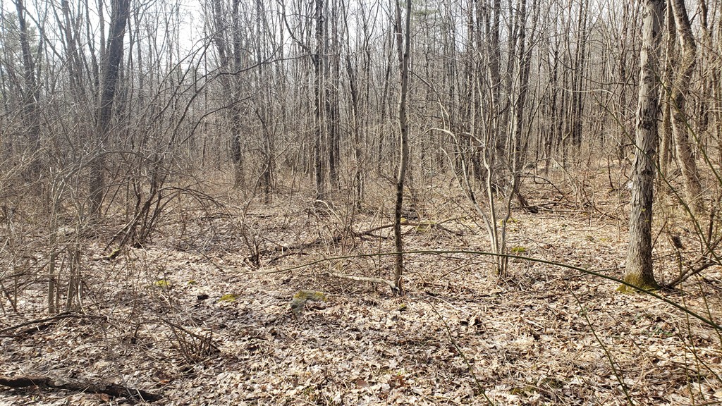 3 Taylor Hill Road Hardwick, MA 01037 - Photo 5 of 15 a view of a pathway with trees in the background