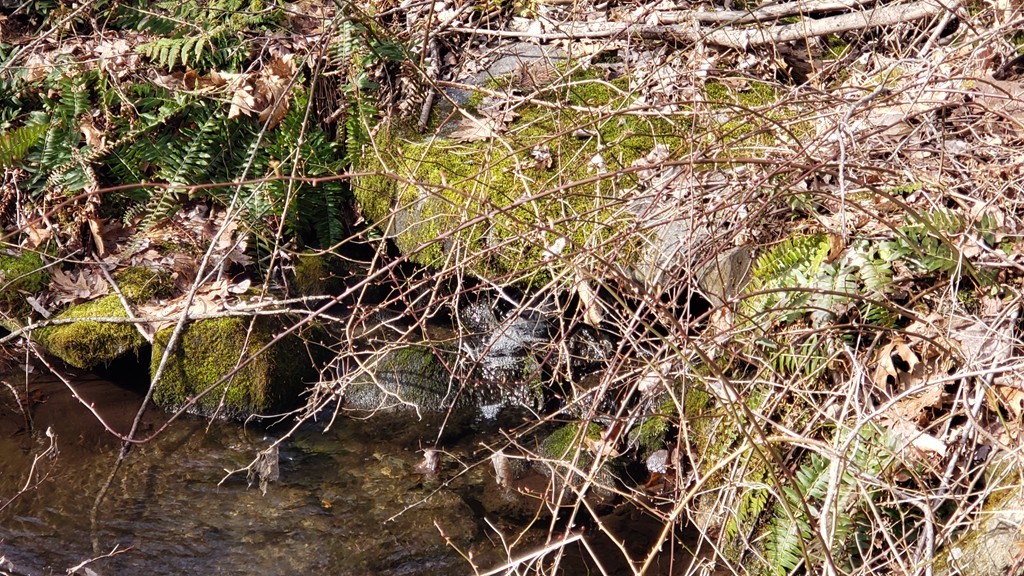 3 Taylor Hill Road Hardwick, MA 01037 - Photo 6 of 15 a picture of a tree
