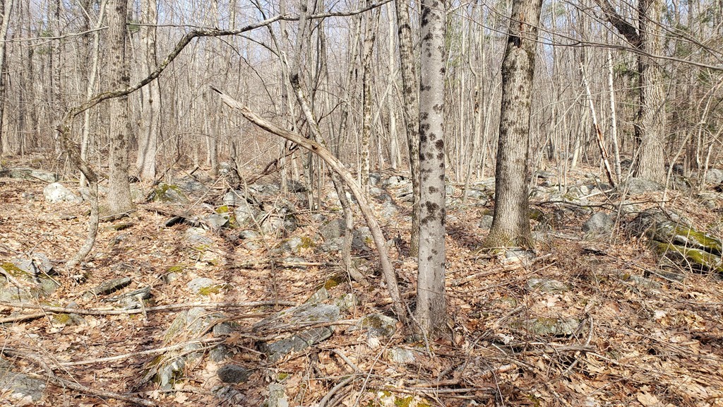 3 Taylor Hill Road Hardwick, MA 01037 - Photo 7 of 15 a picture of a tree