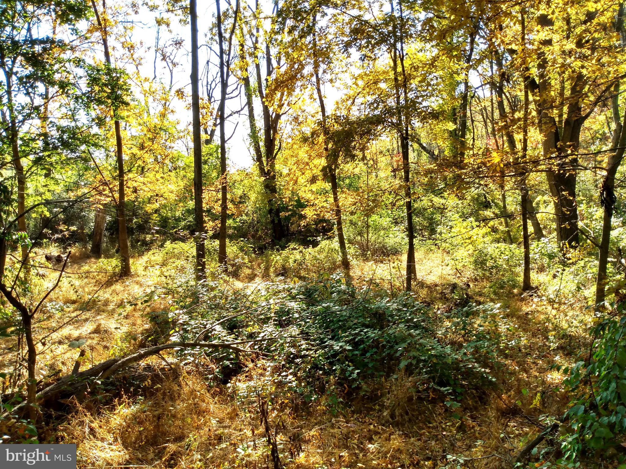 676 Siloam Road Chambersburg, PA 17201 - Photo 32 of 41 Wooded Areae