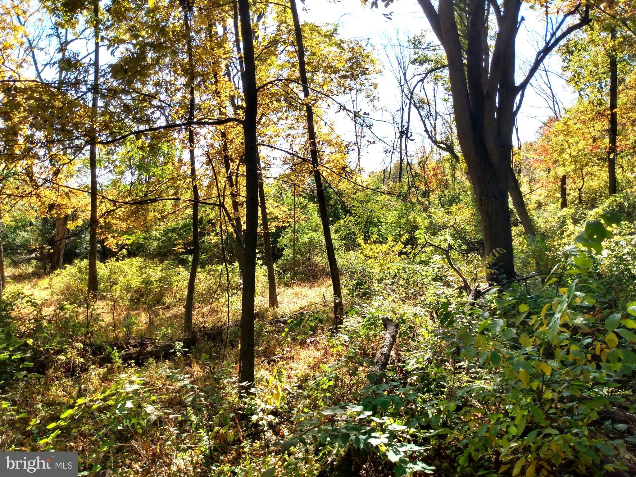 676 Siloam Road Chambersburg, PA 17201 - Photo 34 of 41 Wooded Area