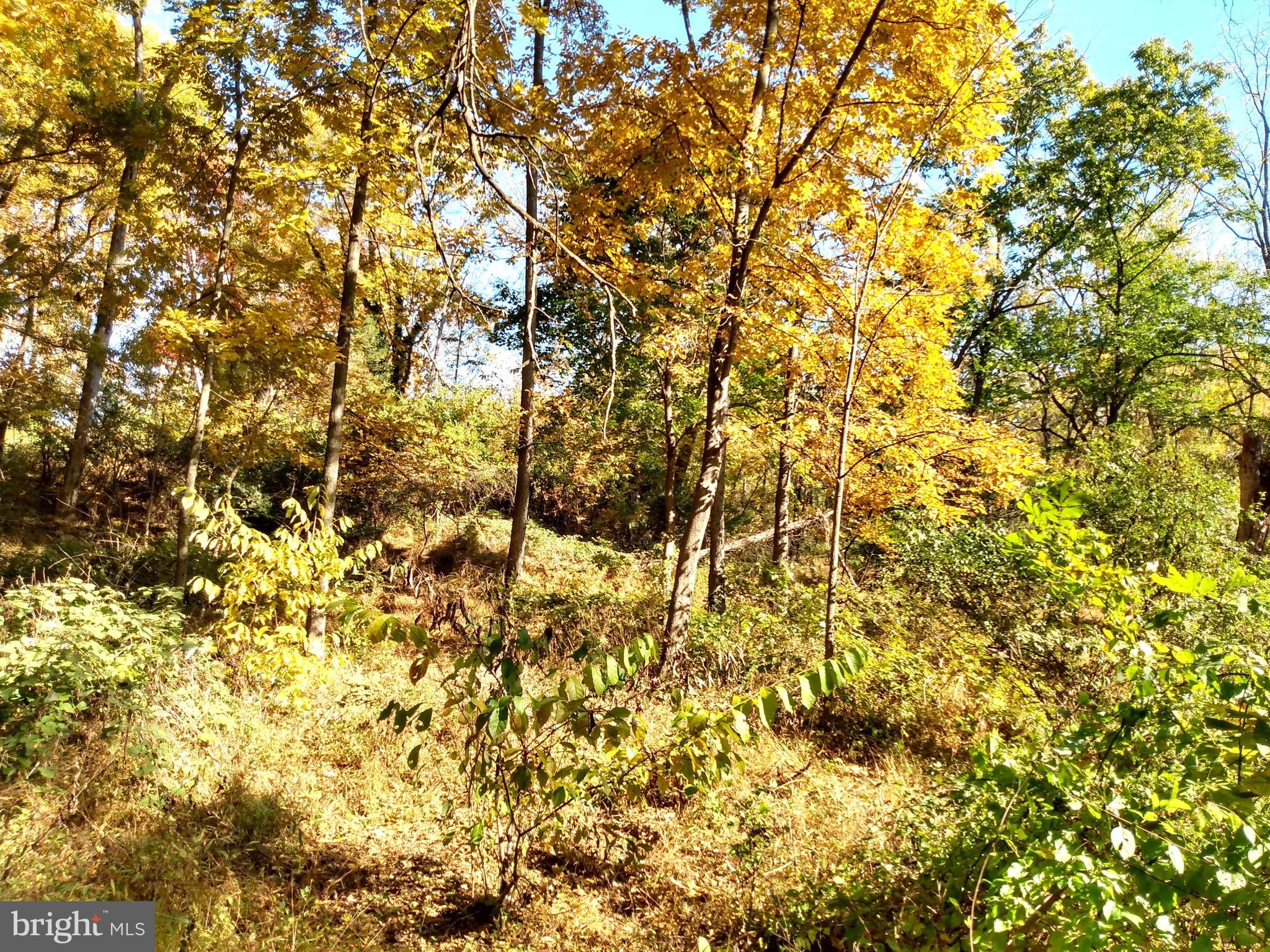 676 Siloam Road Chambersburg, PA 17201 - Photo 35 of 41 Wooded Area