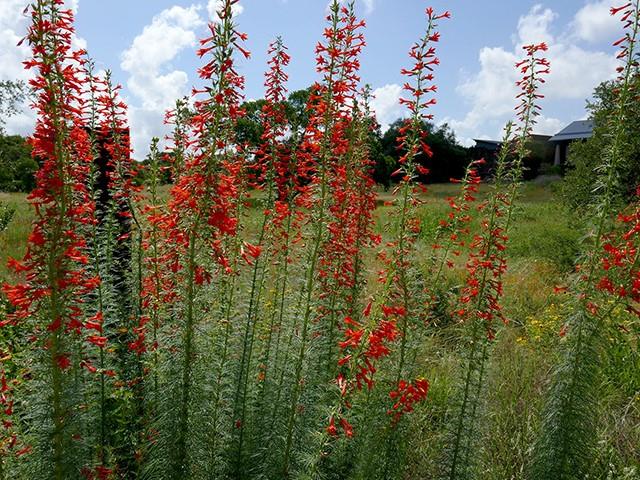 7844 County Road 502 Blue Ridge, TX 75424 - Photo 34 of 39