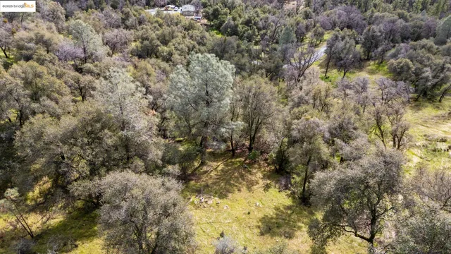 a view of a tree in a yard