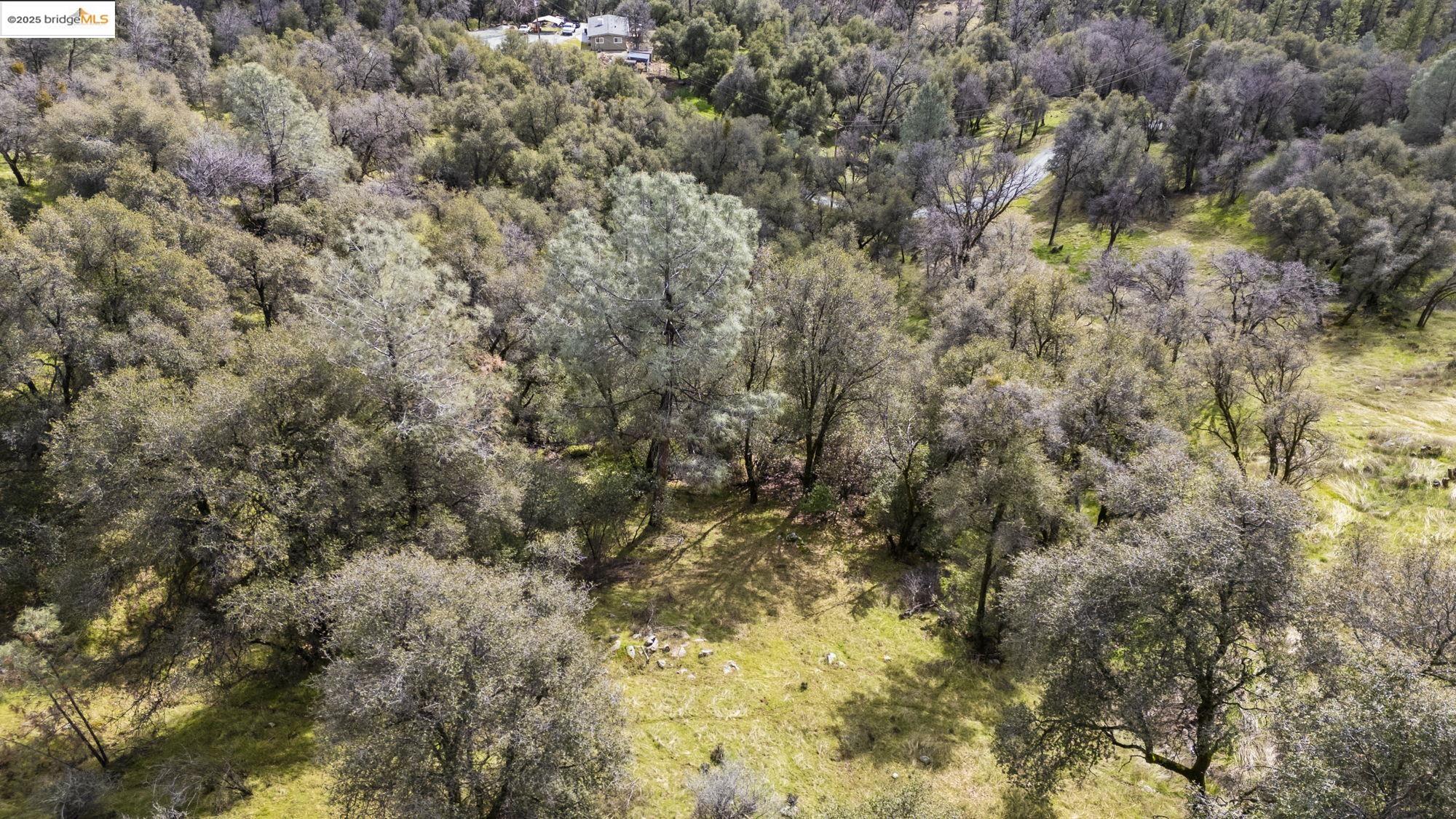 19631 Whitto Mine Road Sonora, CA 95370 - Photo 8 of 12 a view of a tree in a yard
