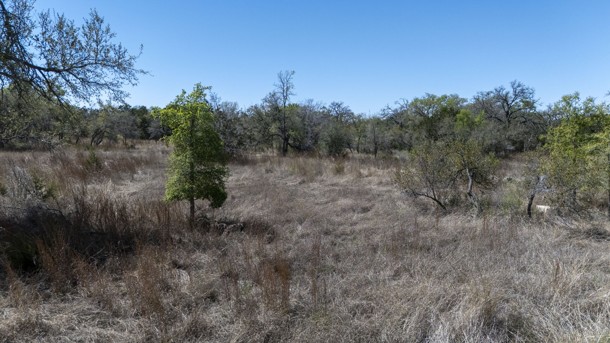 453 Nameless Road Driftwood, TX 78619 - Photo 28 of 35 a view of a forest with a tree in the background