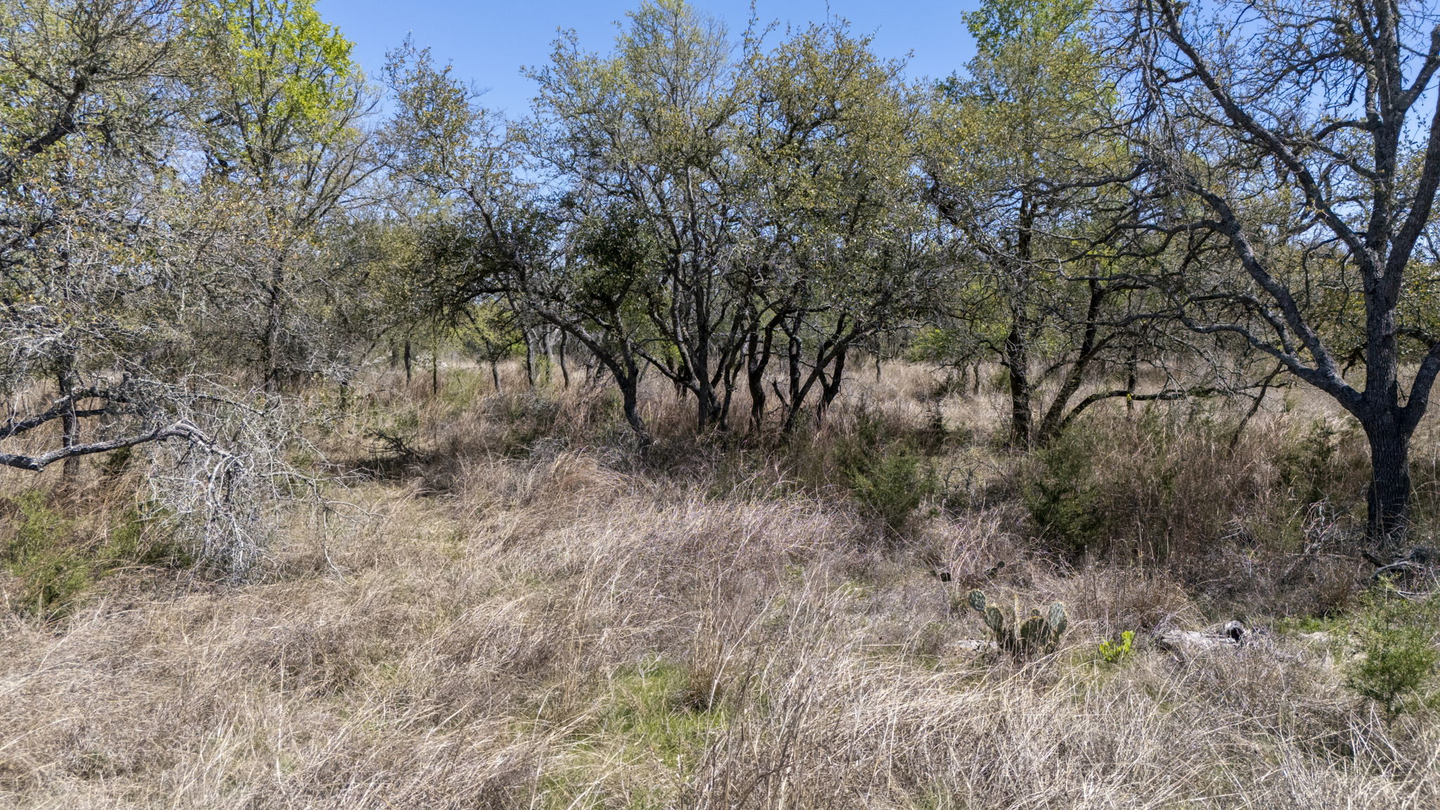 453 Nameless Road Driftwood, TX 78619 - Photo 30 of 35 a view of a forest with lots of trees
