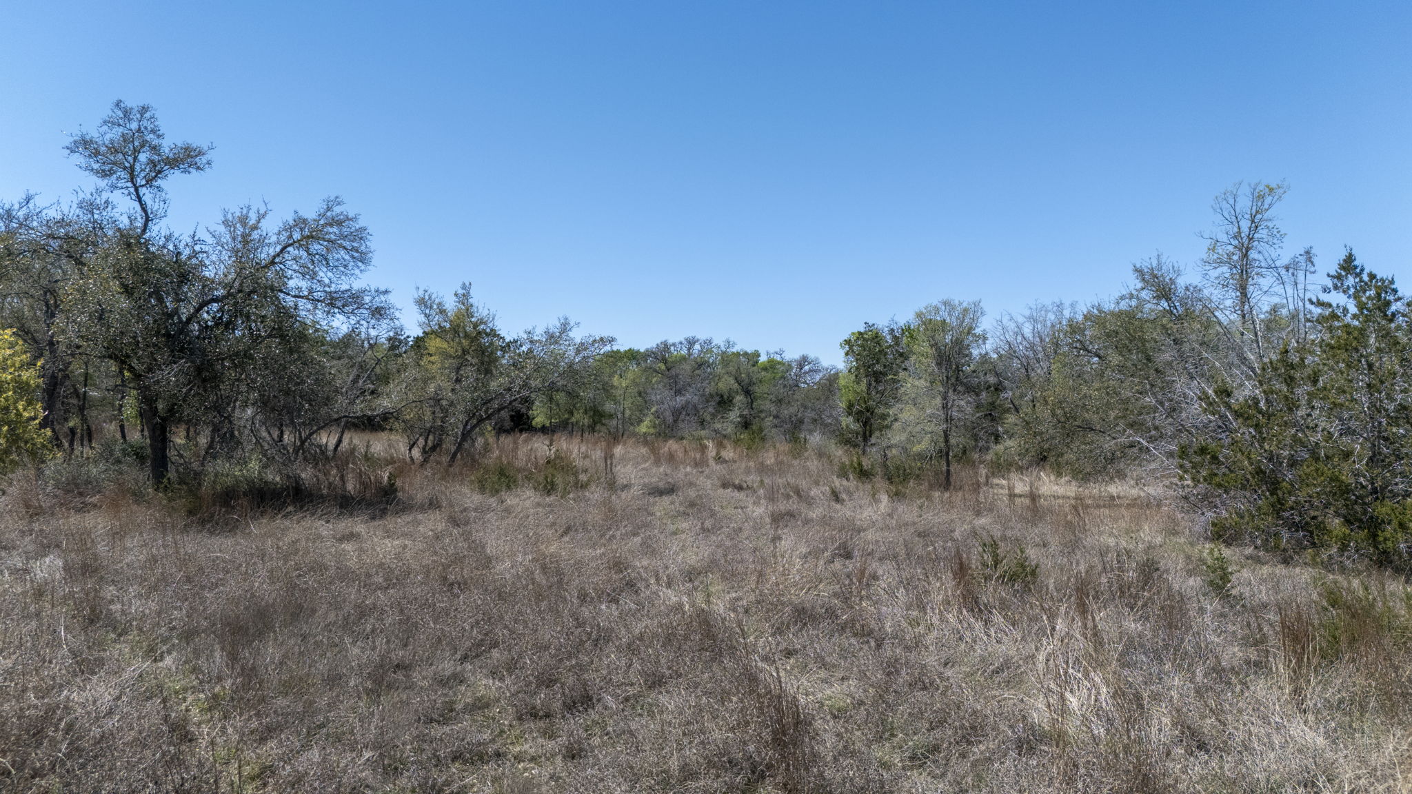 453 Nameless Road Driftwood, TX 78619 - Photo 33 of 35 a view of a dry yard with trees