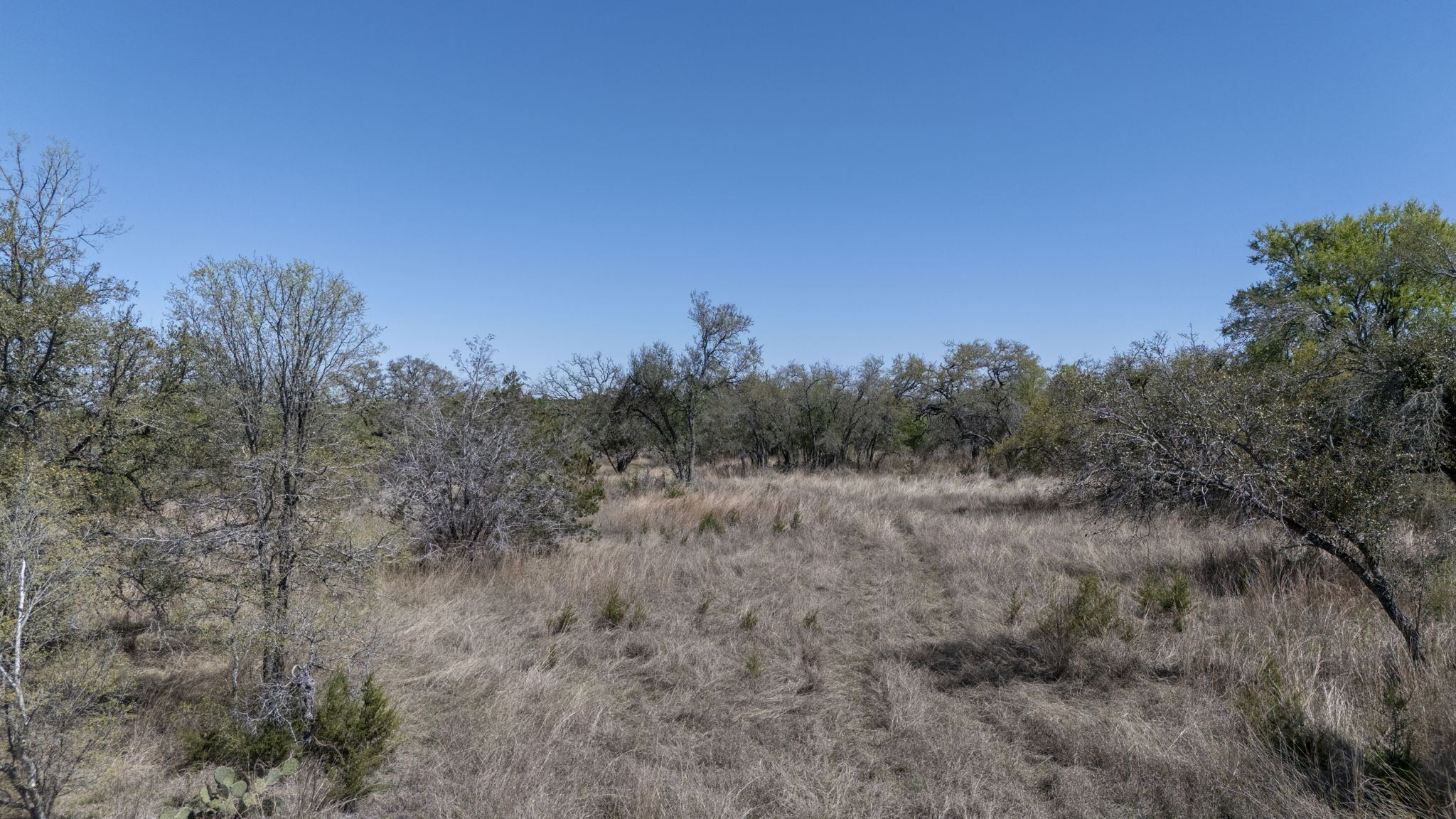 453 Nameless Road Driftwood, TX 78619 - Photo 34 of 35 a view of a forest with trees in the background