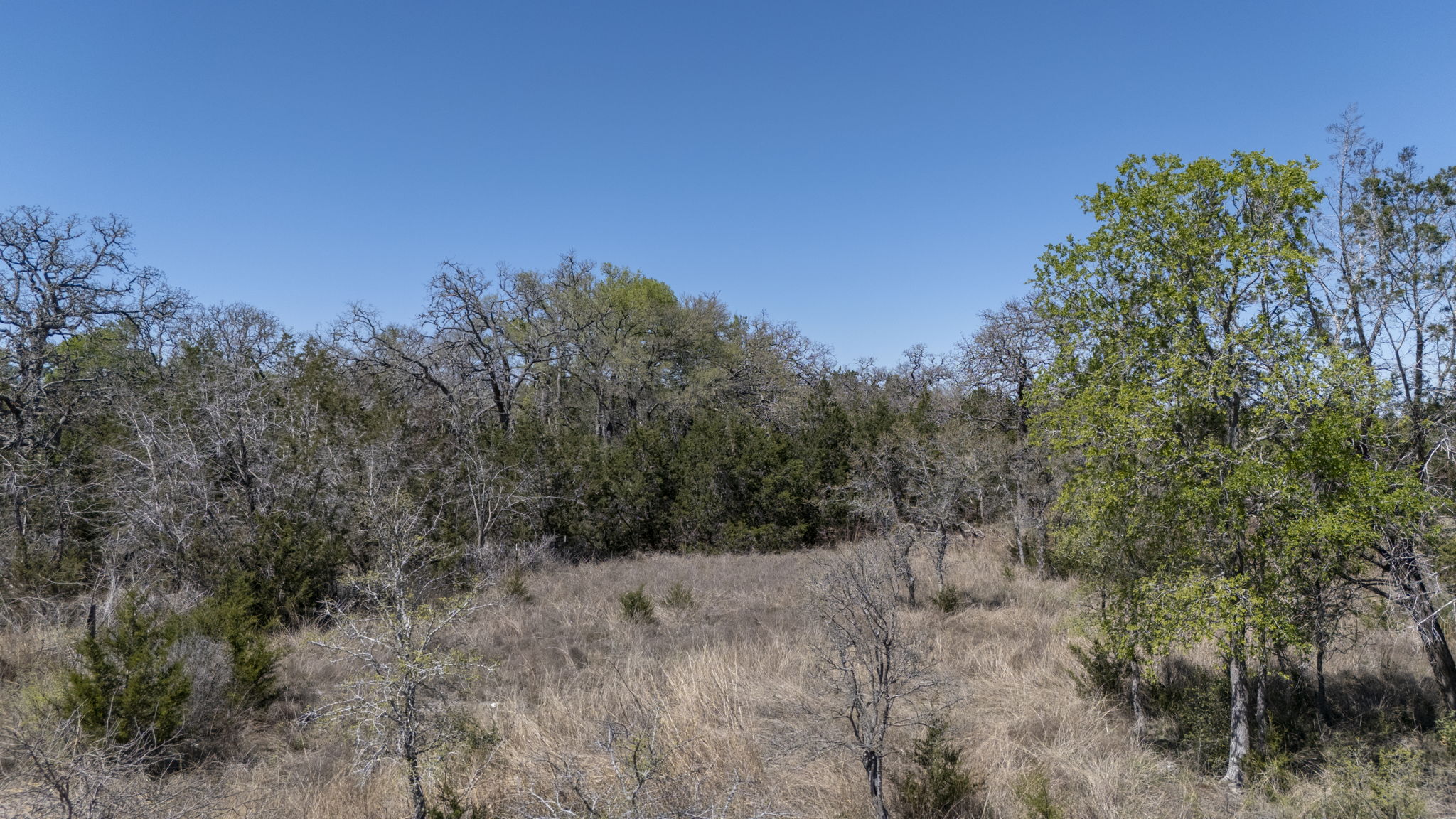 453 Nameless Road Driftwood, TX 78619 - Photo 35 of 35 a view of a forest with trees in the background