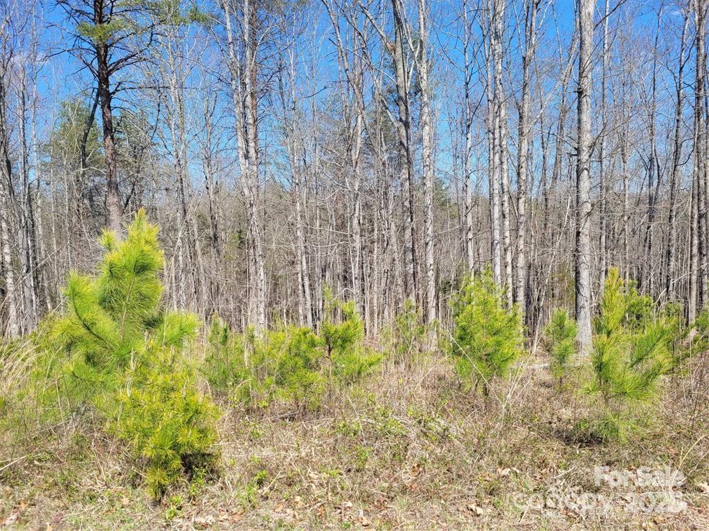 0 Boy Scout Road Rutherfordton, NC 28139 - Photo 10 of 12 a backyard of a house with lots of green space