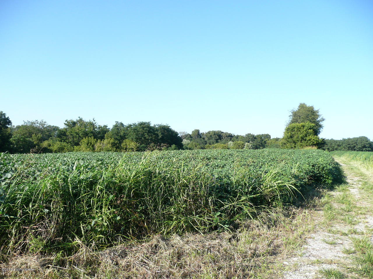 0 Brashears Point Road Taylorsville, KY 40071 - Photo 4 of 7 Gravel Road on Property