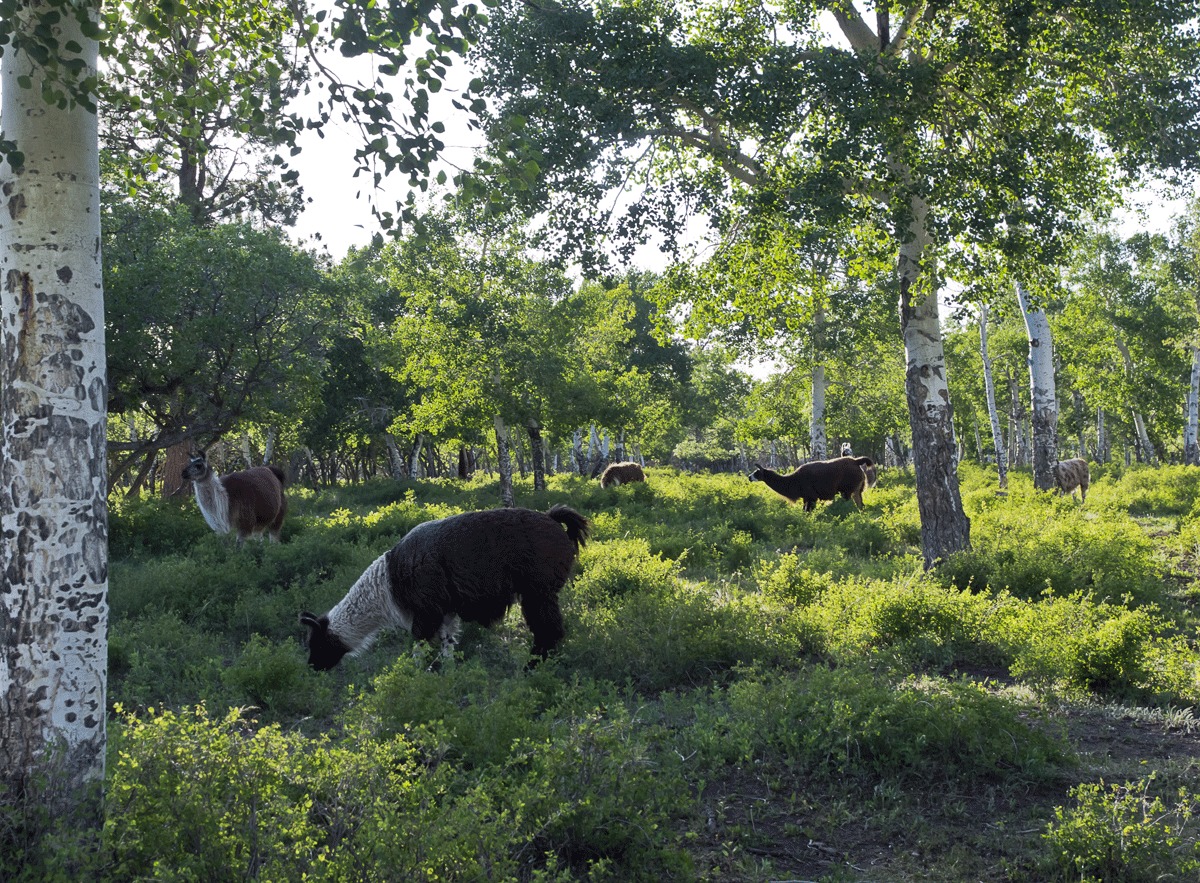 1725 McKenzie Springs Road Placerville, CO 81430 - Photo 17 of 19 Llama