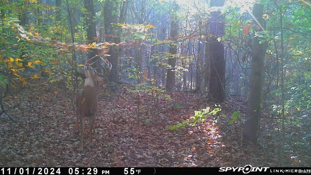 $325,000 | 62.2-acres Blanton Road, Mitchell, IN 47446