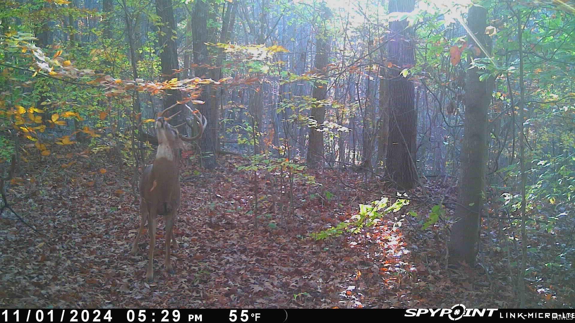 62.2-acres Blanton Road Mitchell, IN 47446 - Photo 11 of 31