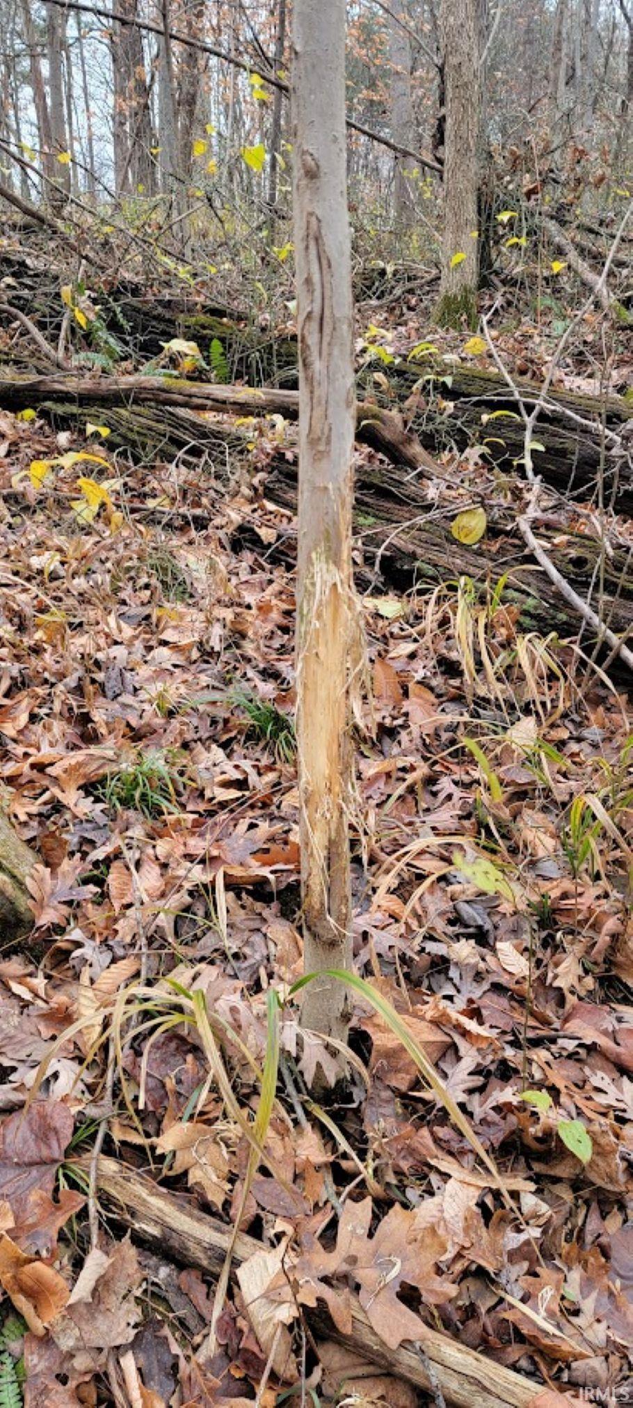 62.2-acres Blanton Road Mitchell, IN 47446 - Photo 13 of 31